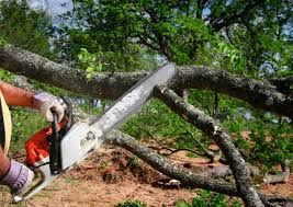 Reliable Adrian, MI  Tree Services Solutions