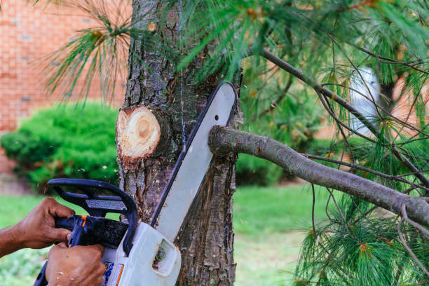 Why Choose Our Tree Removal Services in Adrian, MI?